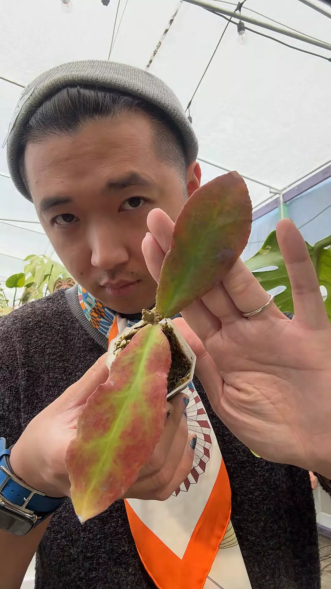 plant/4217 Hoya undulata-0