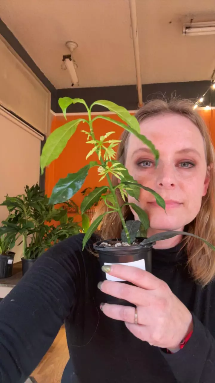 plant/Hoya decipulae-0