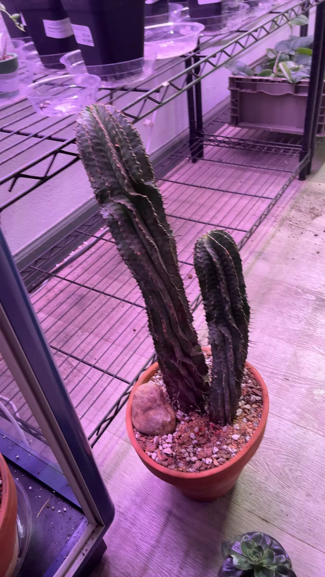 plant/euphorbia polygona BARE ROOT-0