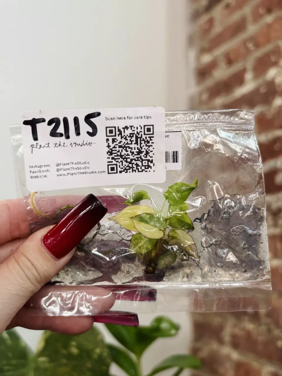 plant/T2115 Philodendron Billietiae Var. with Charcoal in Agar-0