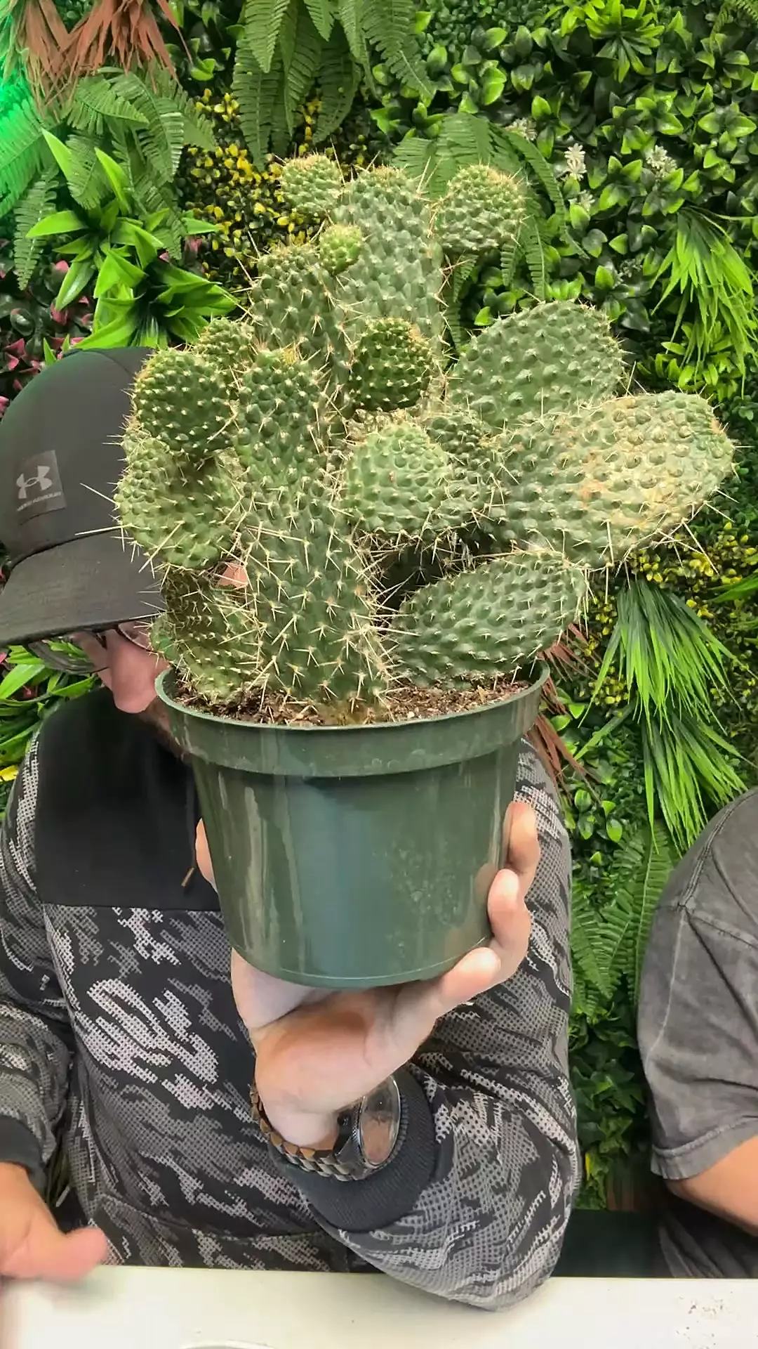 plant/flat stanleu-0