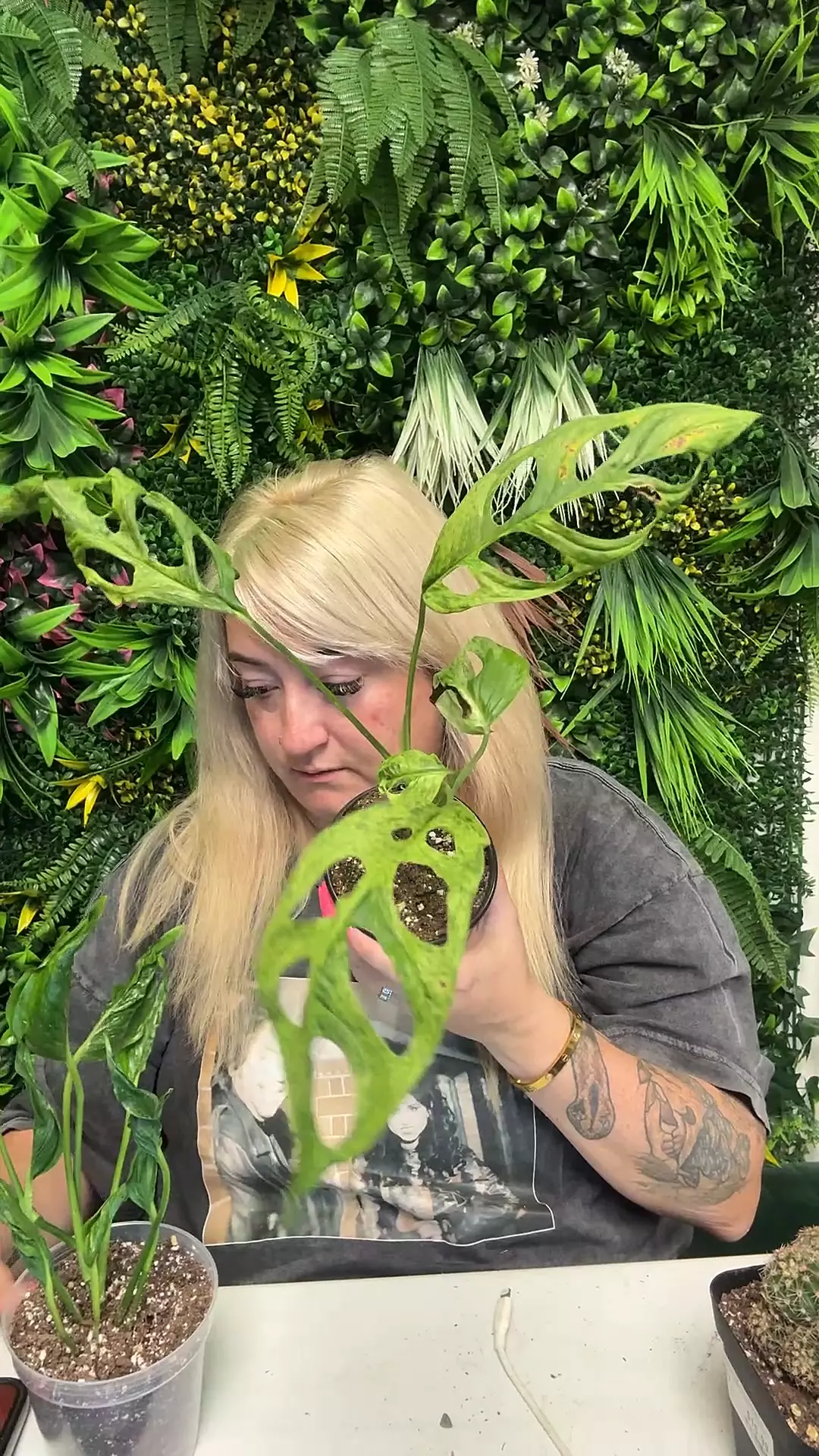 plant/indo adansonii-0