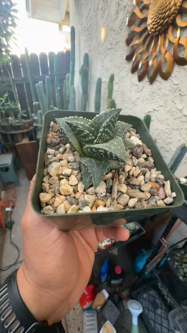 plant/cactus quest seed grown Haworthia sp.-0