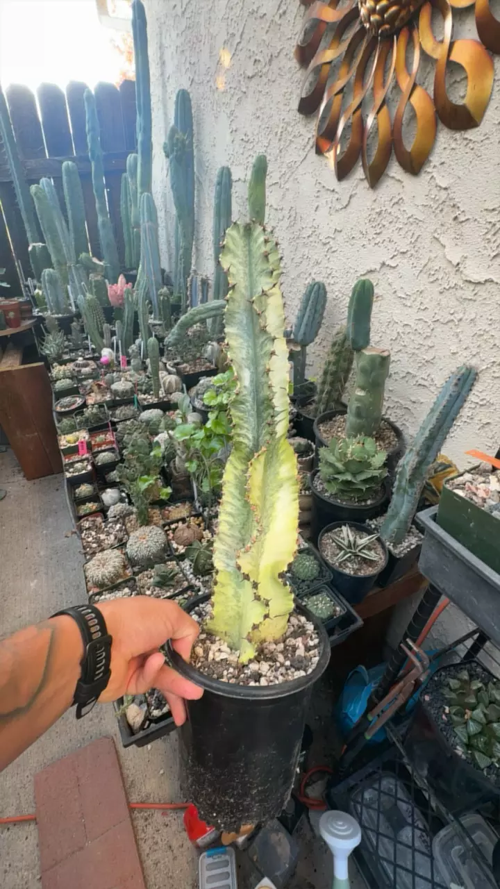 plant/16” Euphorbia ammak-0