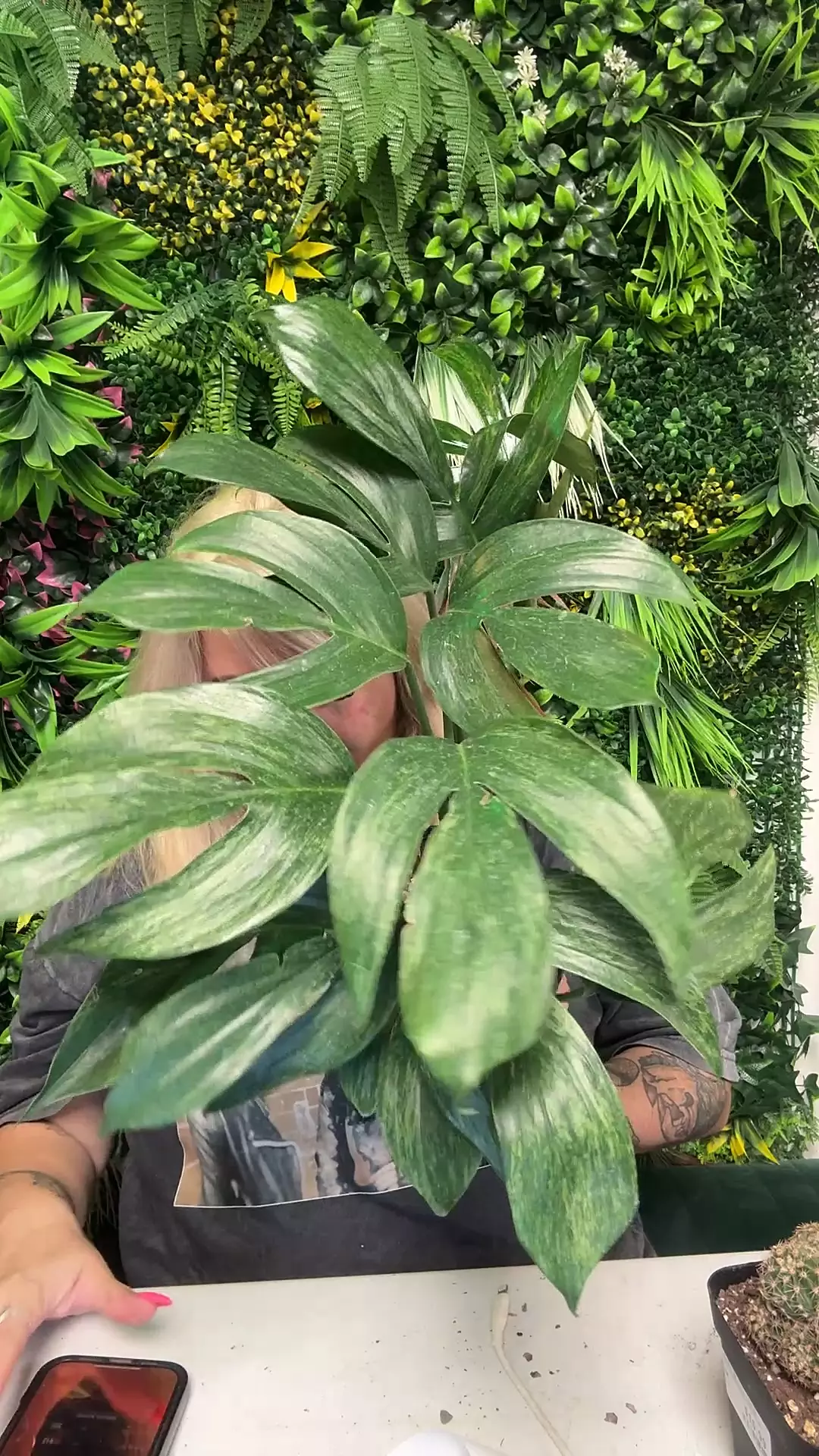 plant/variegated dragon tail-0