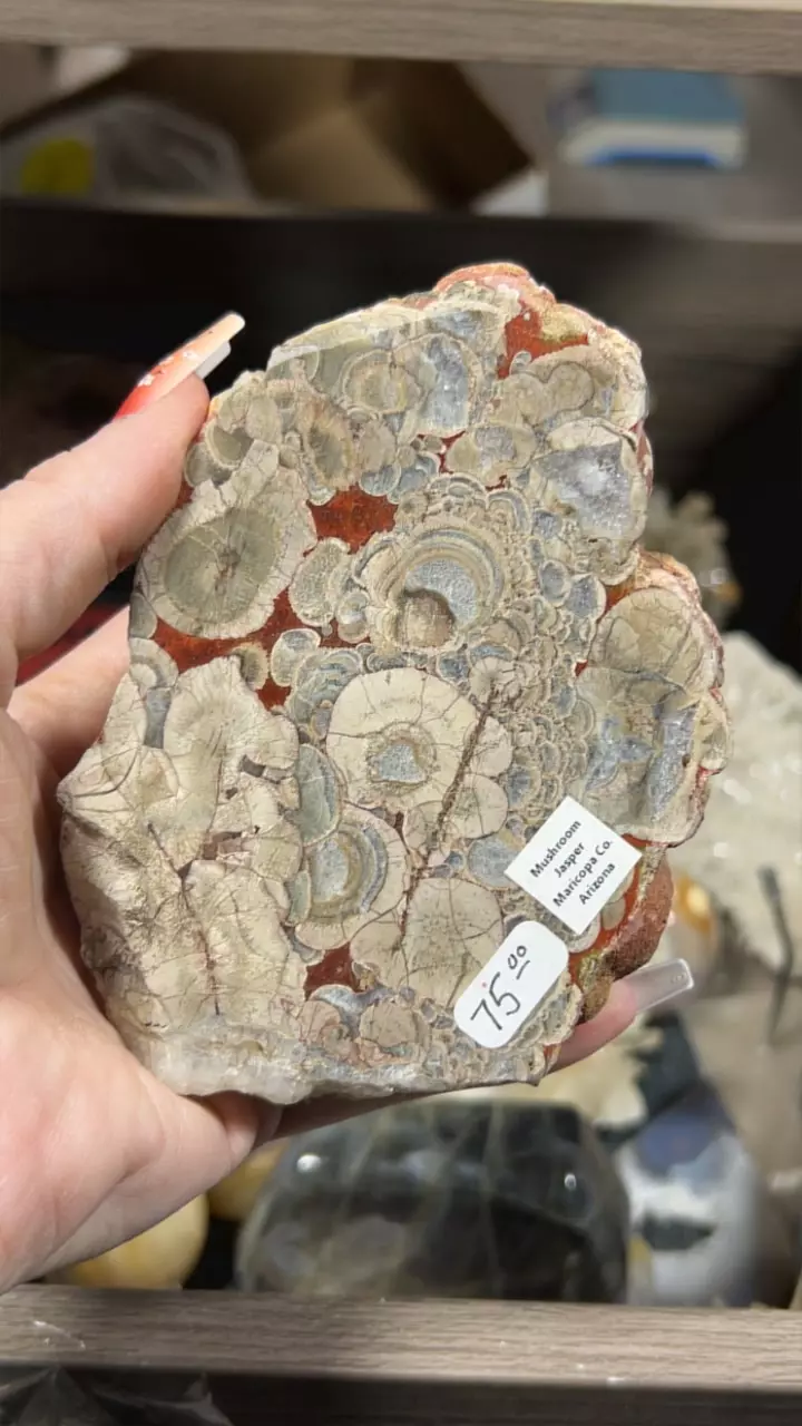 plant/Mushroom Jasper Slab-0