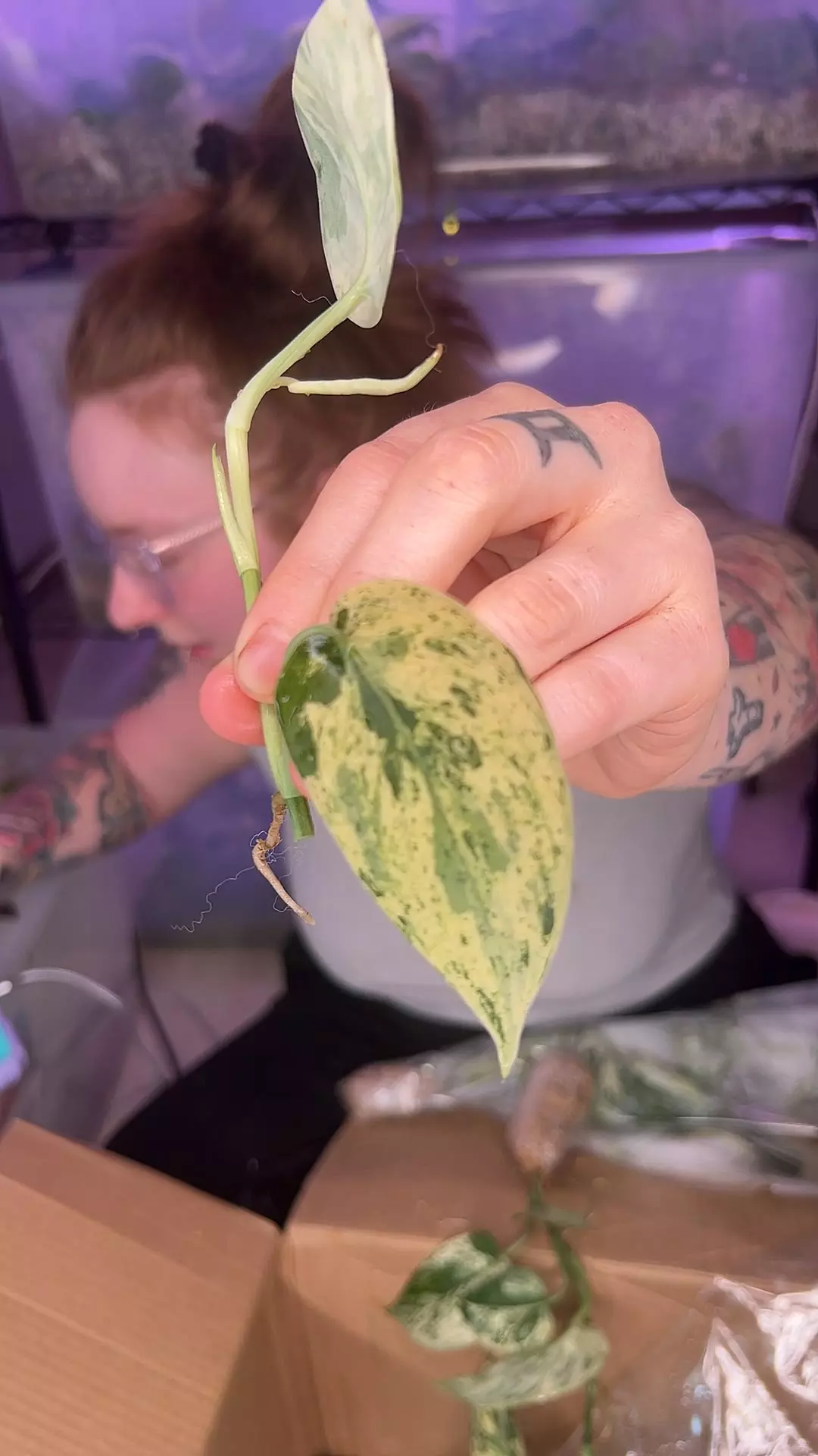 plant/black satin albo fc fi-0