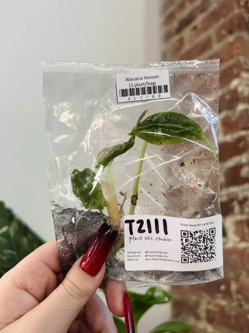 plant/T2111 Alocasia Venom With Charcoal In Agar-0