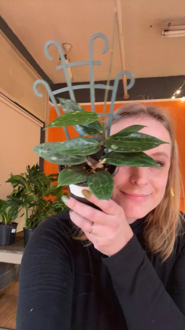 plant/Hoya Tangshan-0