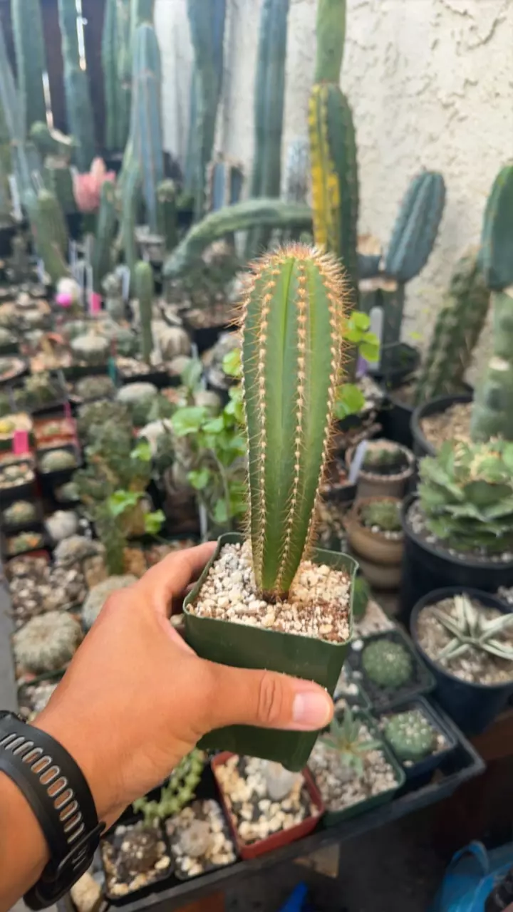 plant/pilosocereus fulvilanatus-0