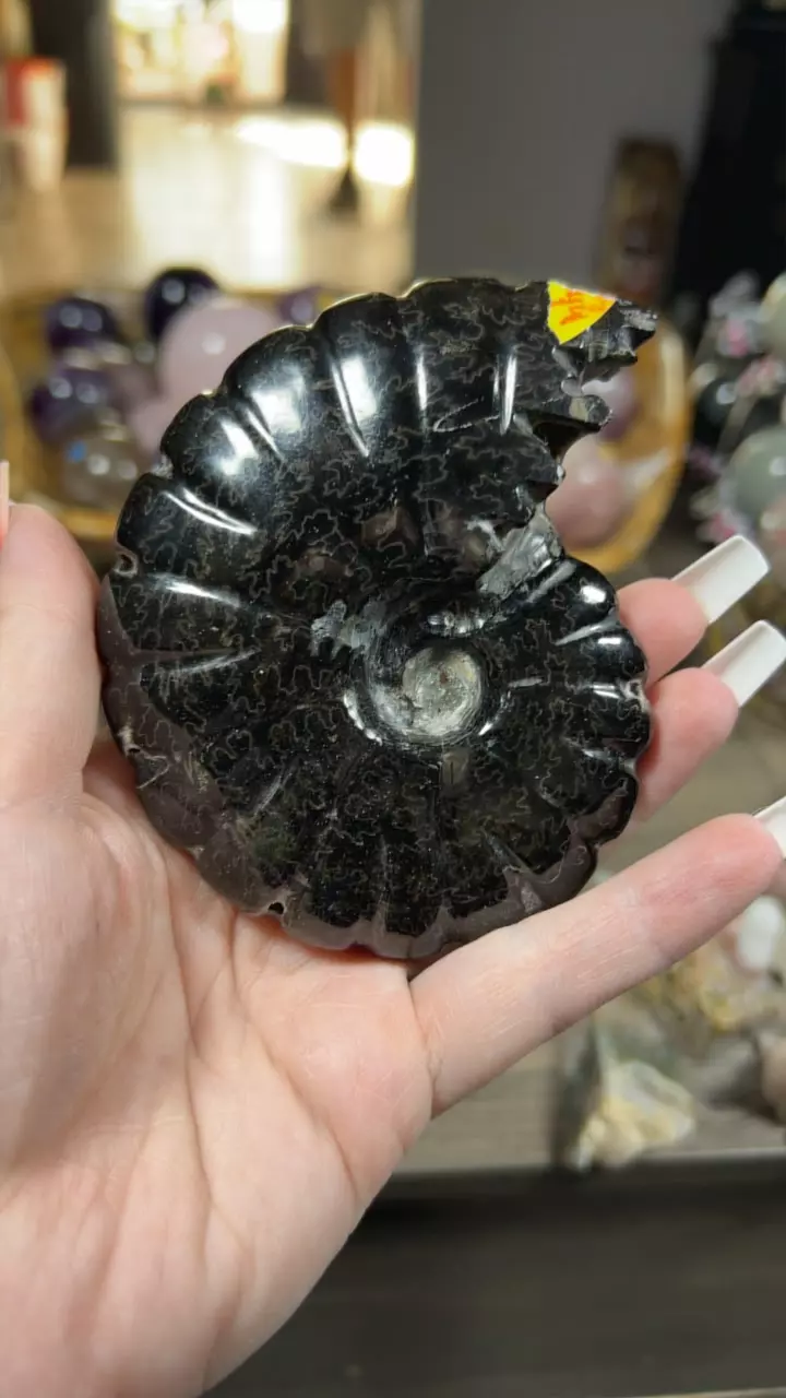 plant/Carbon ammonite-0