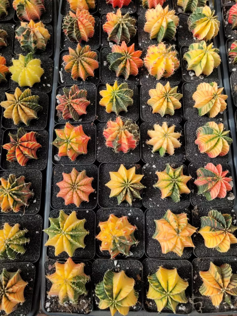 plant/LB Hybrid from Noey Cactus-0