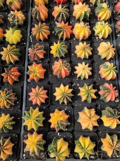 plant/LB Hybrid from Noey Cactus-0-thumbnail