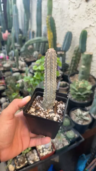 plant/euphorbia abdelkuri-0-thumbnail