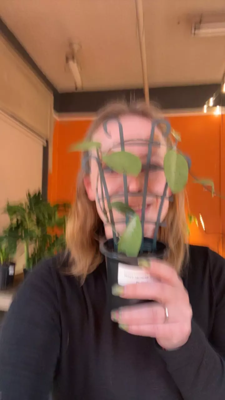 plant/Silver dollar-0