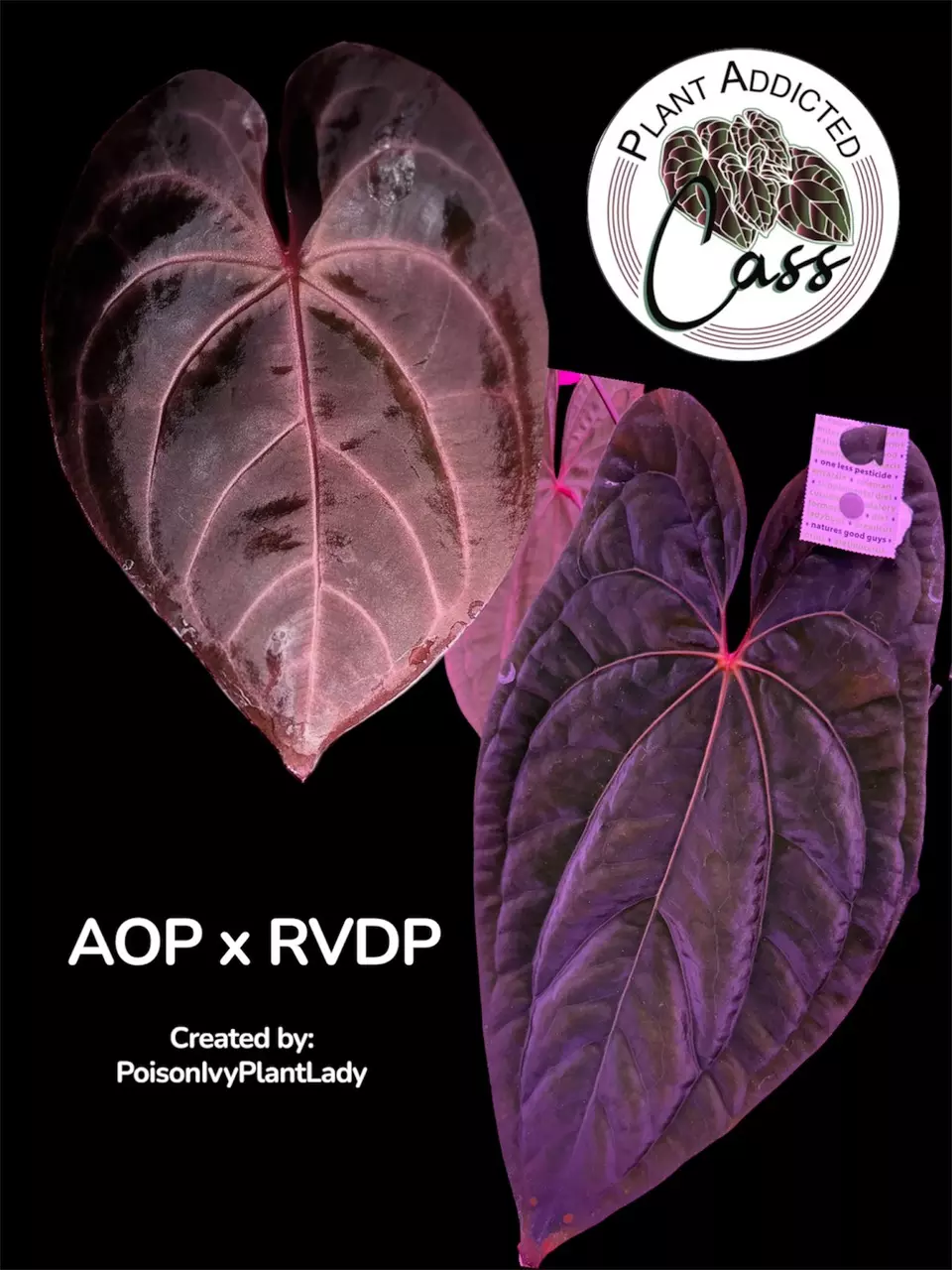 plant/2254- AOP s1 x RVDP (PIPL)-1