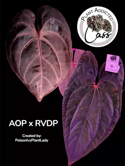 plant/2254- AOP s1 x RVDP (PIPL)-1-thumbnail