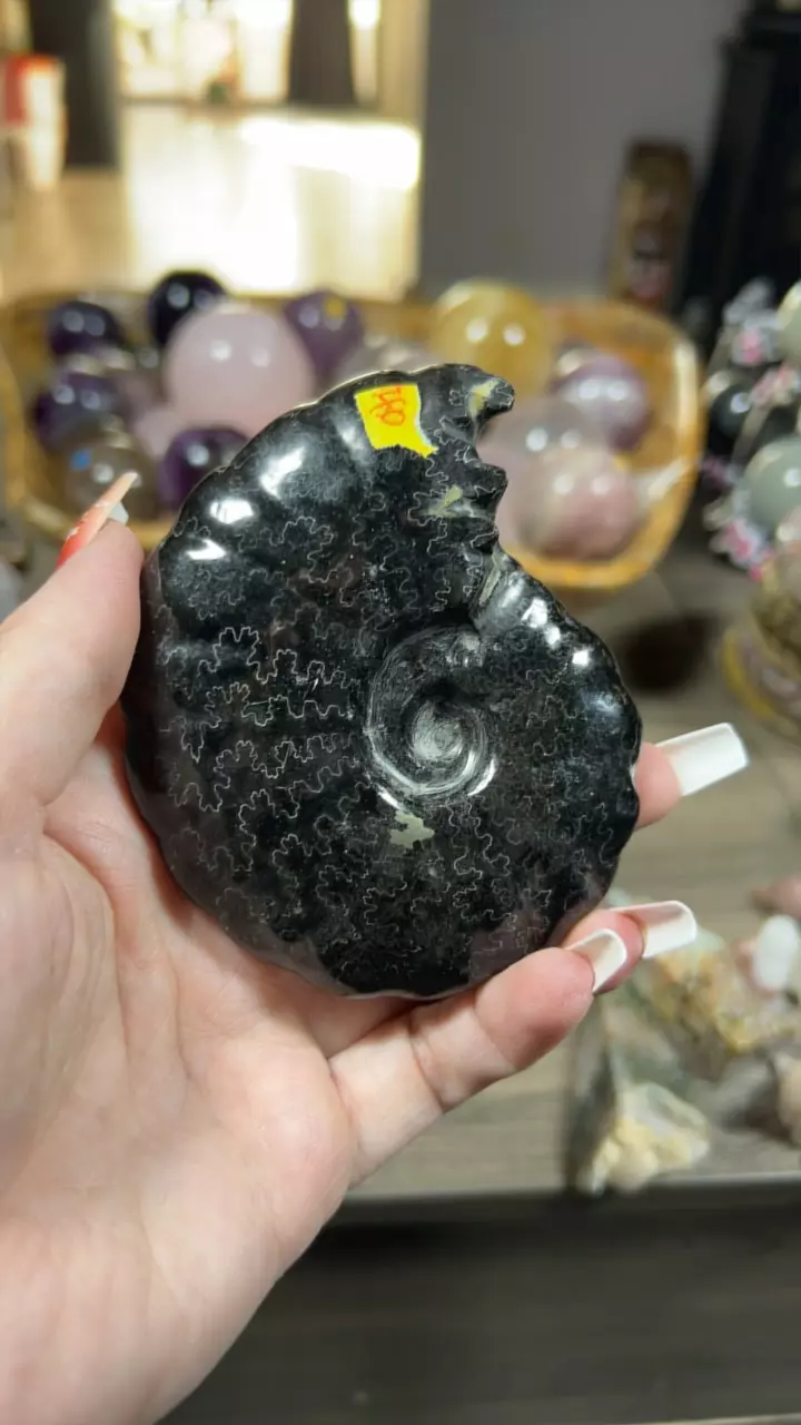 plant/Carbon pyrite ammonite-0