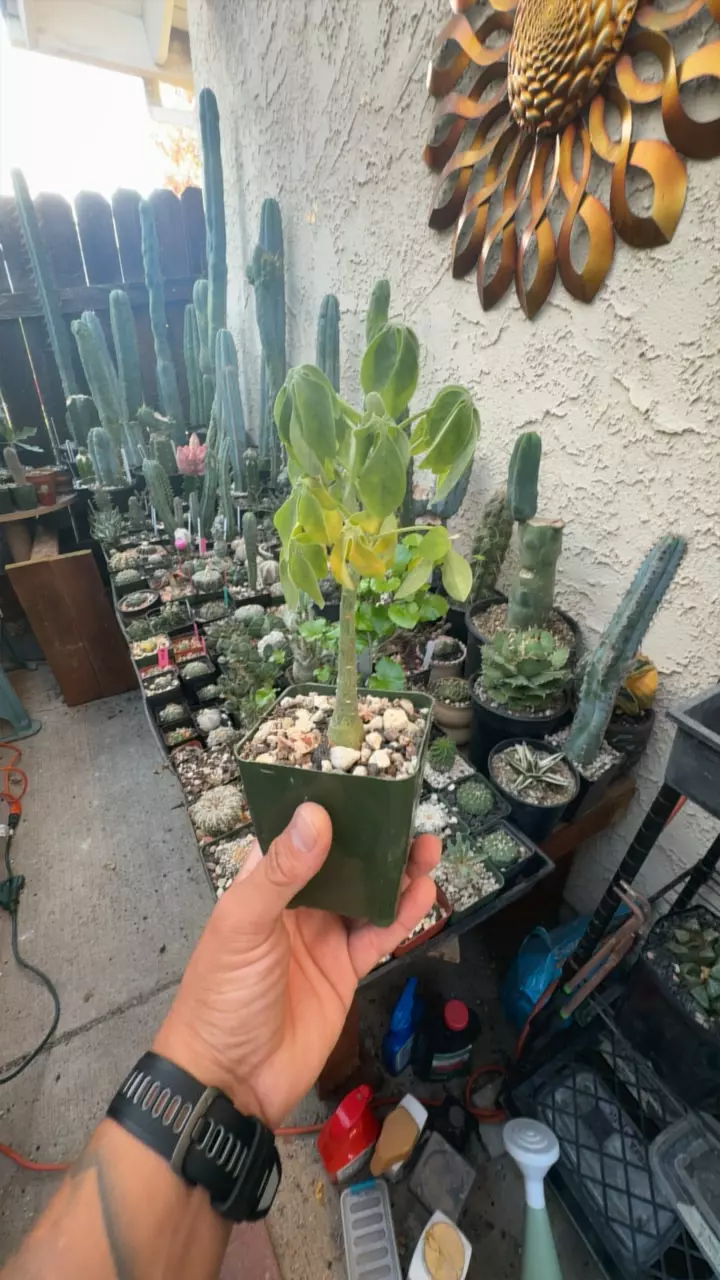 plant/adenia glauca-0