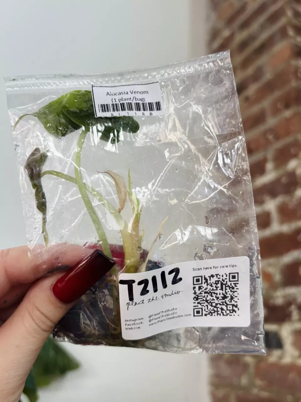 plant/T2112 Alocasia Venom With Charcoal In Agar-0