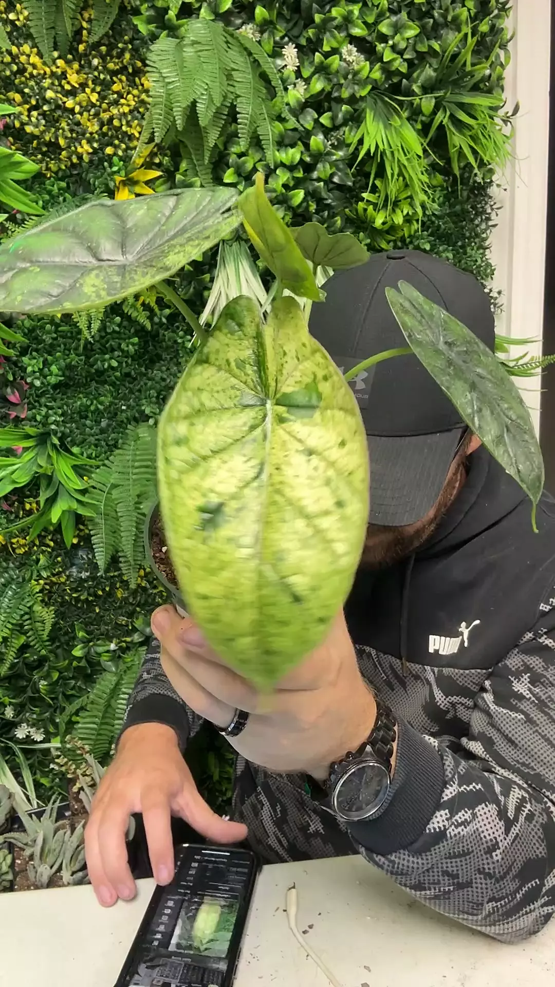 plant/variegated dragon scale-0