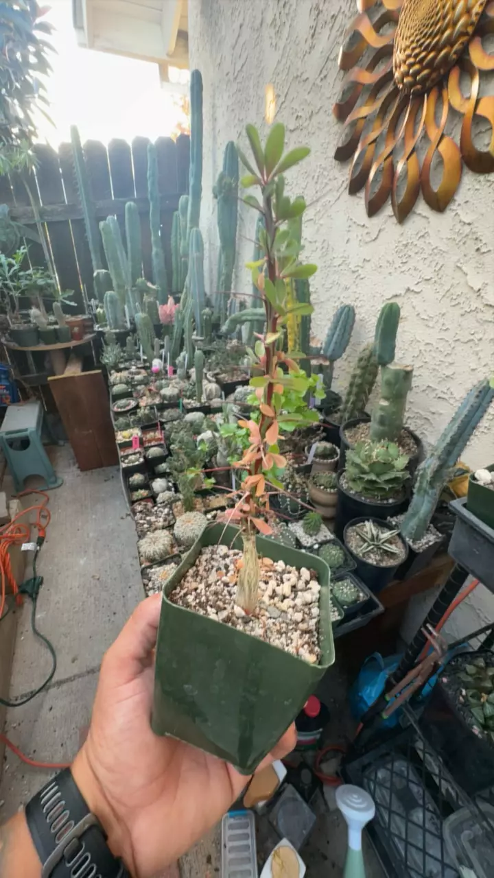 plant/foqueria fasiculata-0