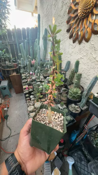 plant/foqueria fasiculata-0-thumbnail