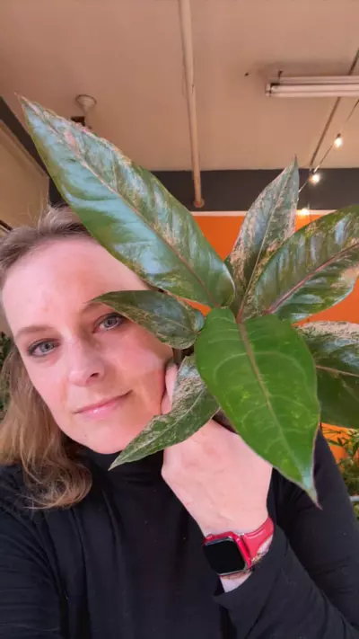 plant/pink Renaissance-0-thumbnail