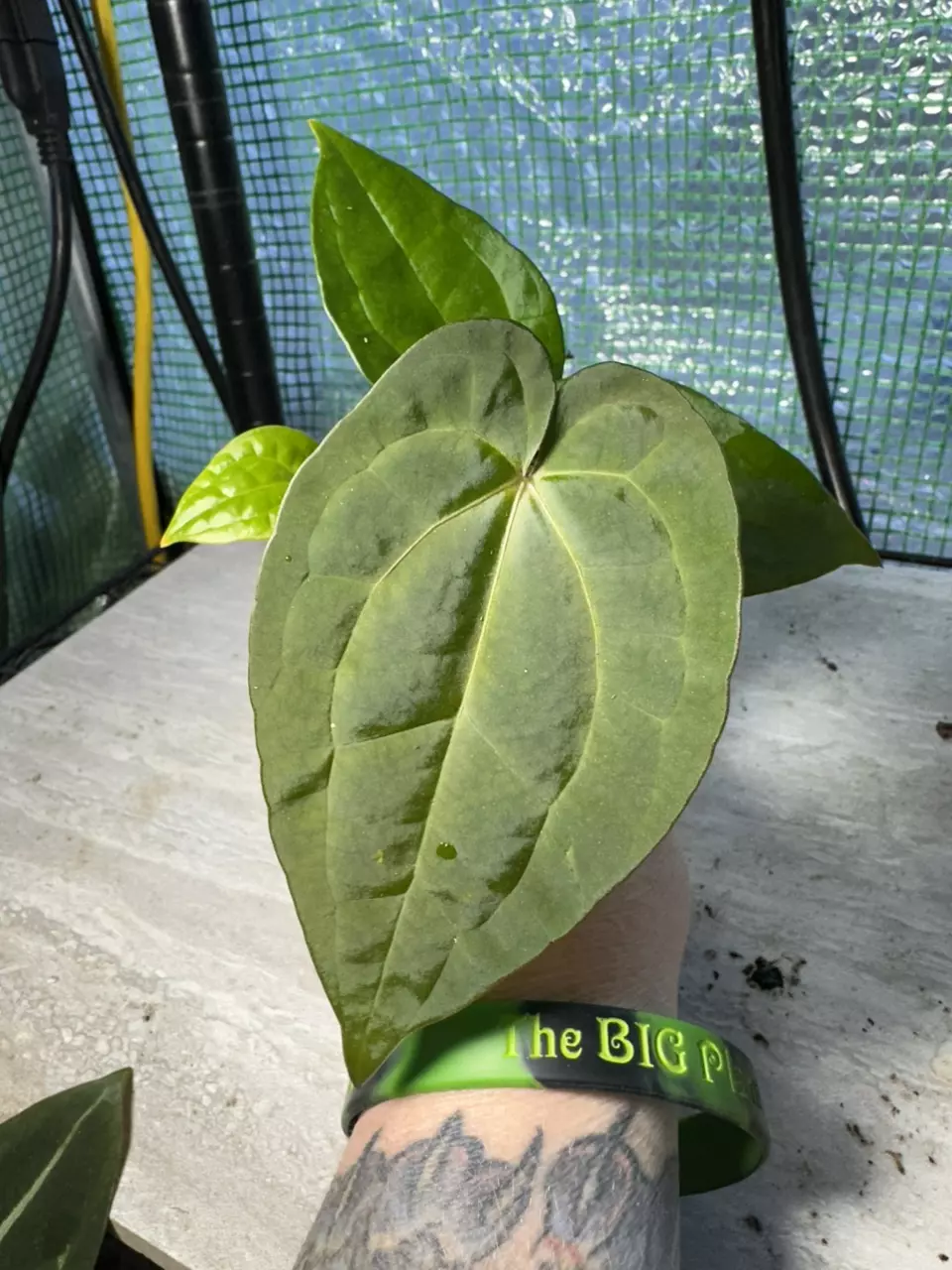 plant/2254- AOP s1 x RVDP (PIPL)-0