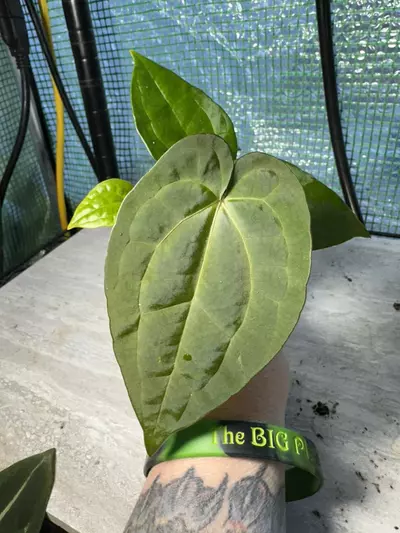 plant/2254- AOP s1 x RVDP (PIPL)-0-thumbnail