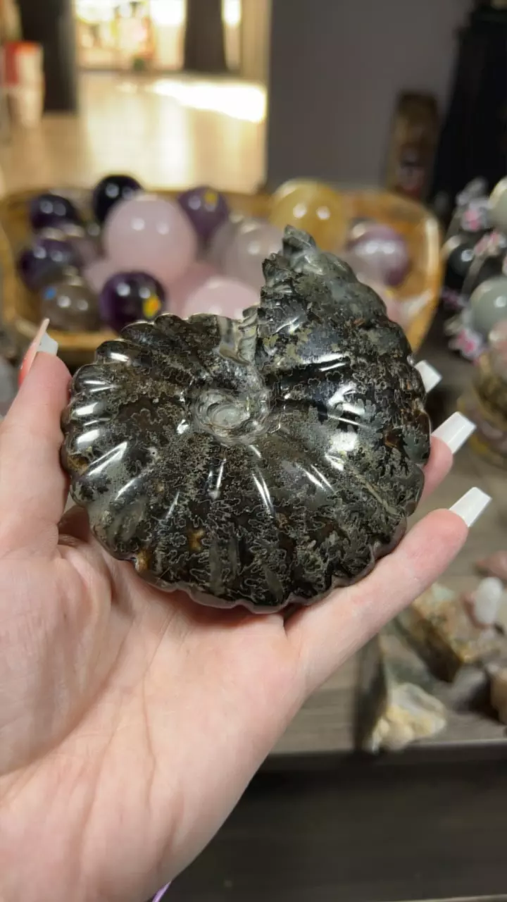 plant/Carbon pyrite ammonite-0
