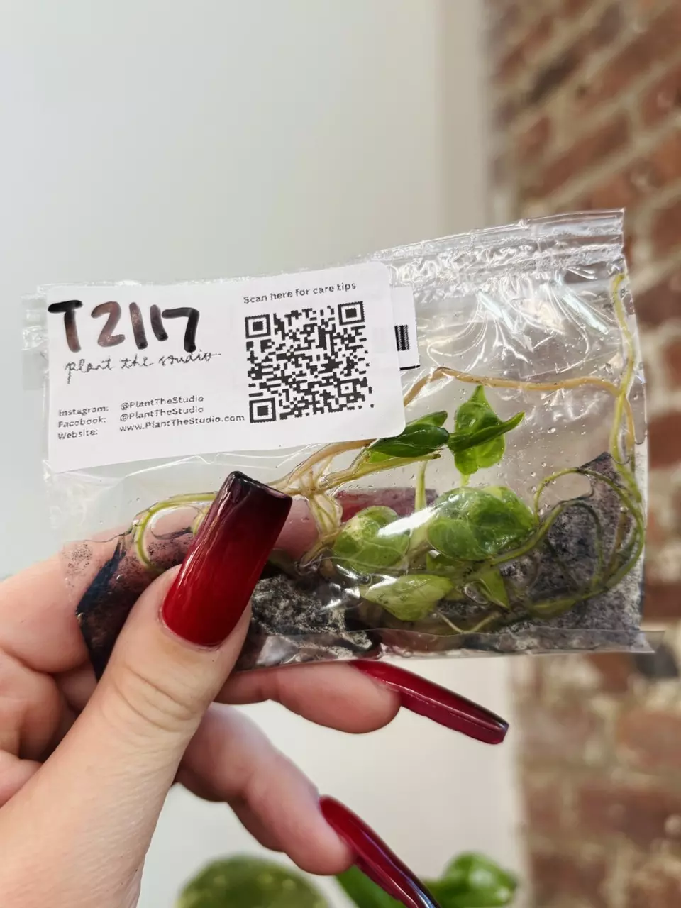 plant/T2117 Philodendron Billietiae Var. with Charcoal in Agar-0