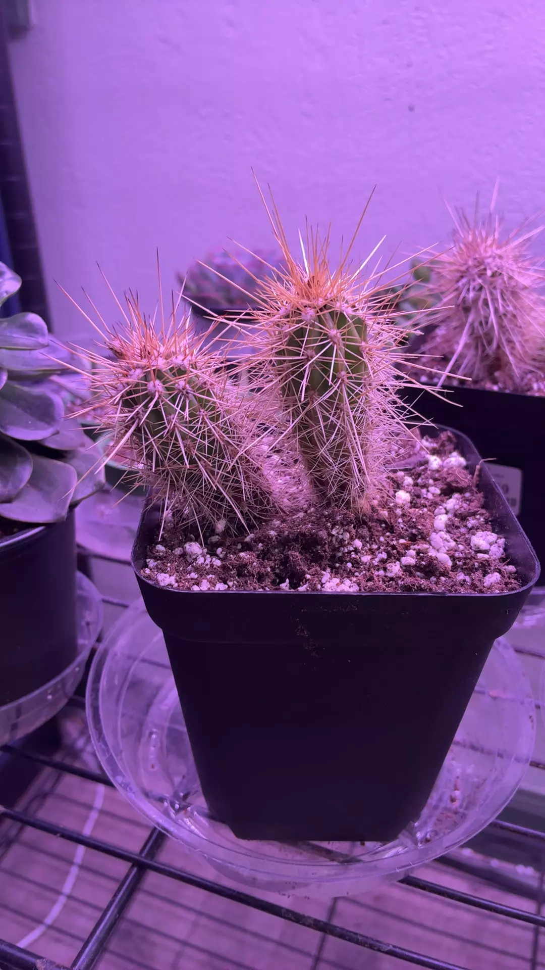 plant/hedgehog cactus-0
