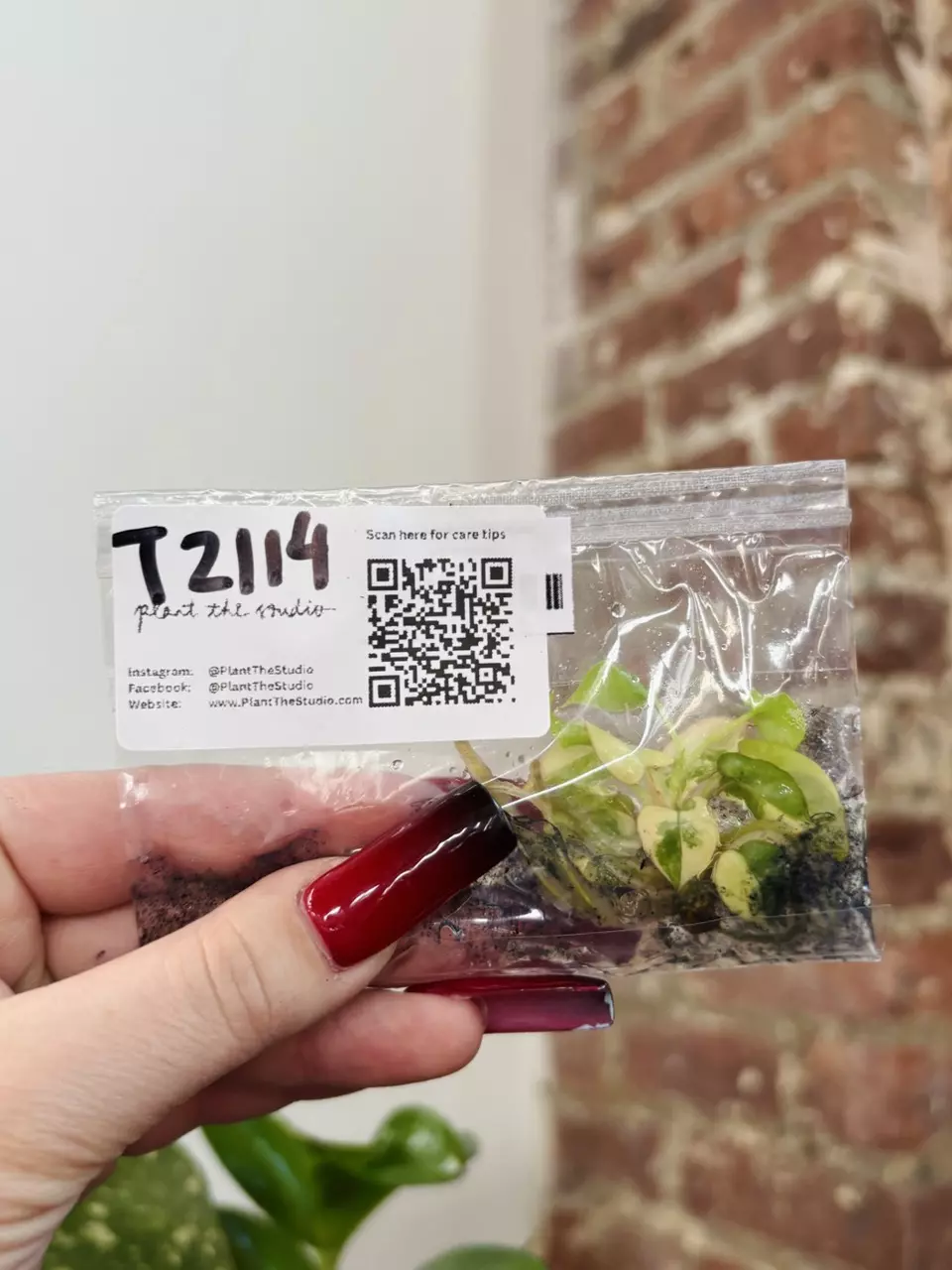 plant/T2114 Philodendron Billietiae Var. with Charcoal in Agar-0