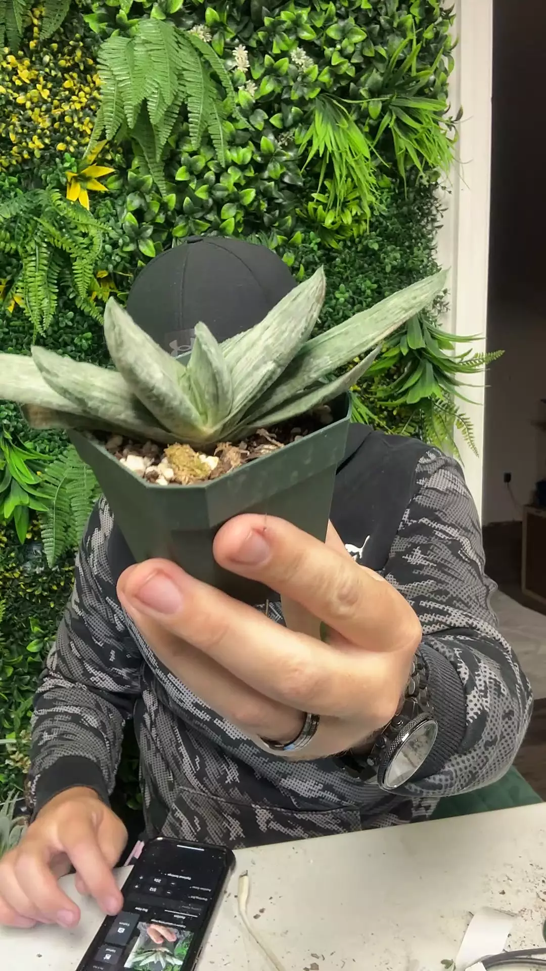 plant/gasteria noid-0