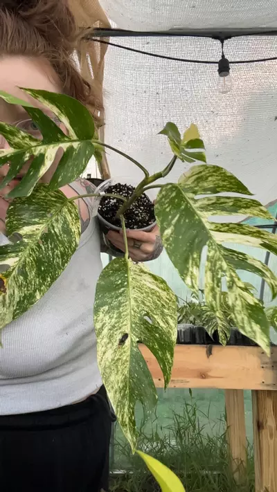 plant/kujang-0-thumbnail