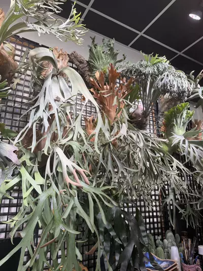 plant/Mounting Service for single Plant-0-thumbnail