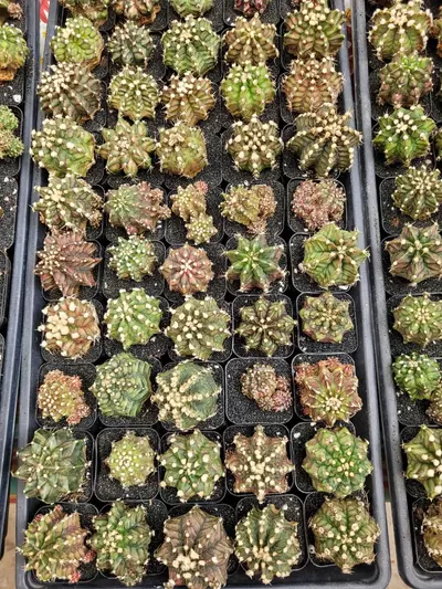 plant/Dinosaur Clone from Dinosaur Farm-0-thumbnail