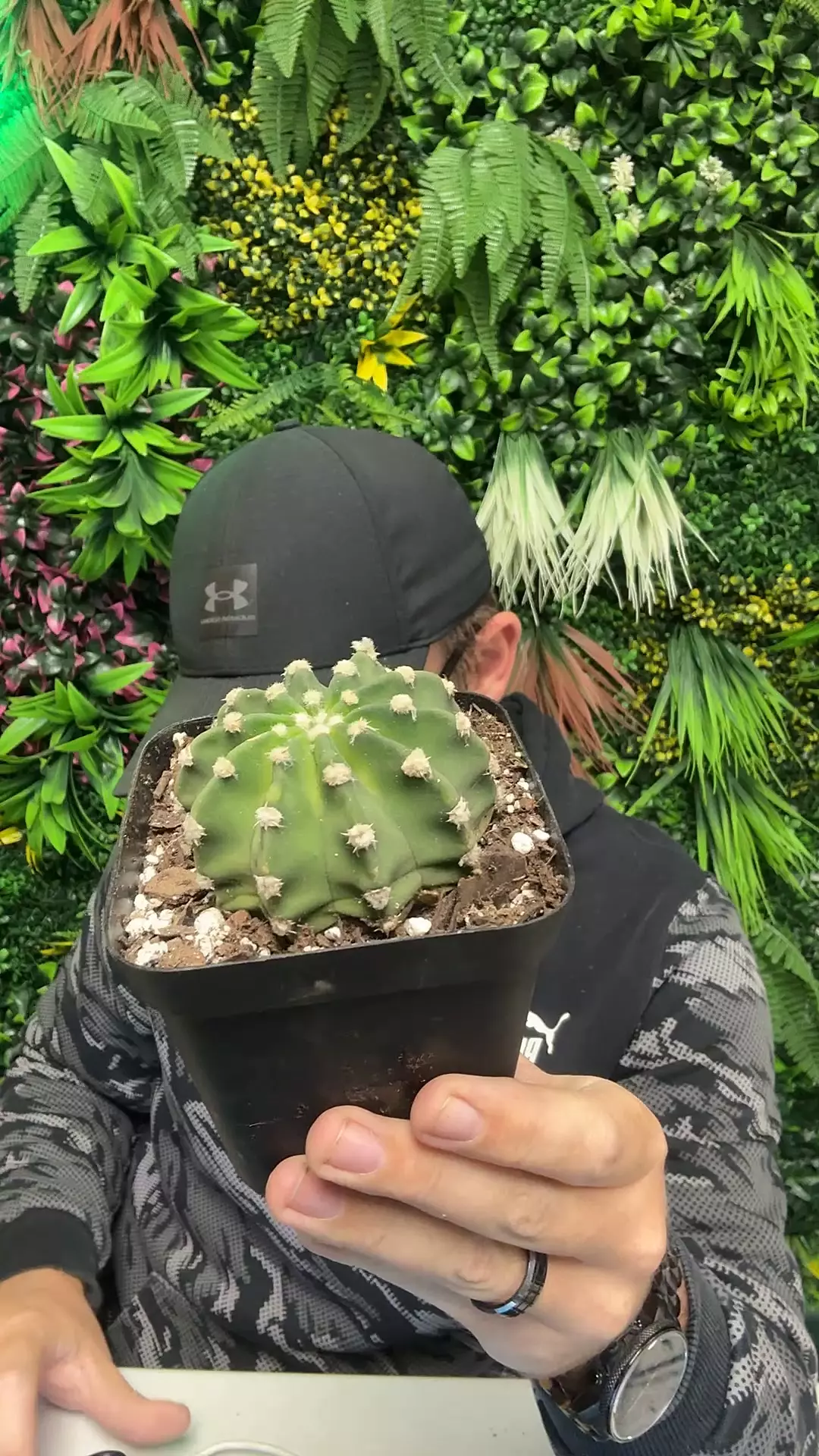 plant/domino cactus-0