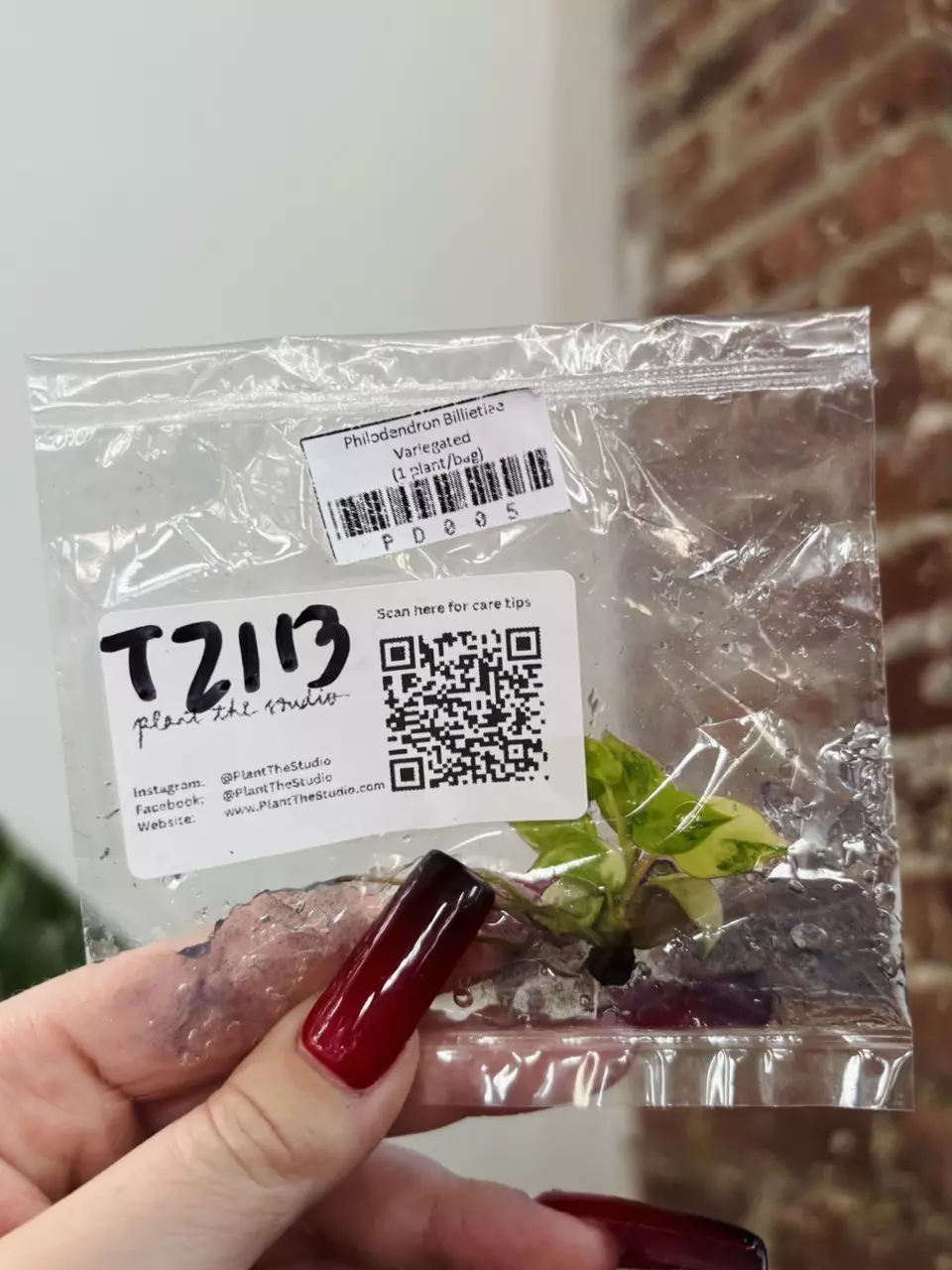 plant/T2113 Philodendron Billietiae Var. with Charcoal in Agar-0