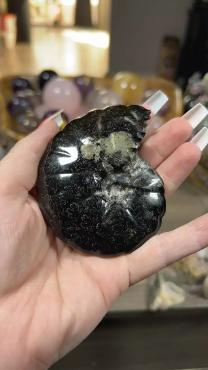 plant/Pyrite carbon ammonite-0