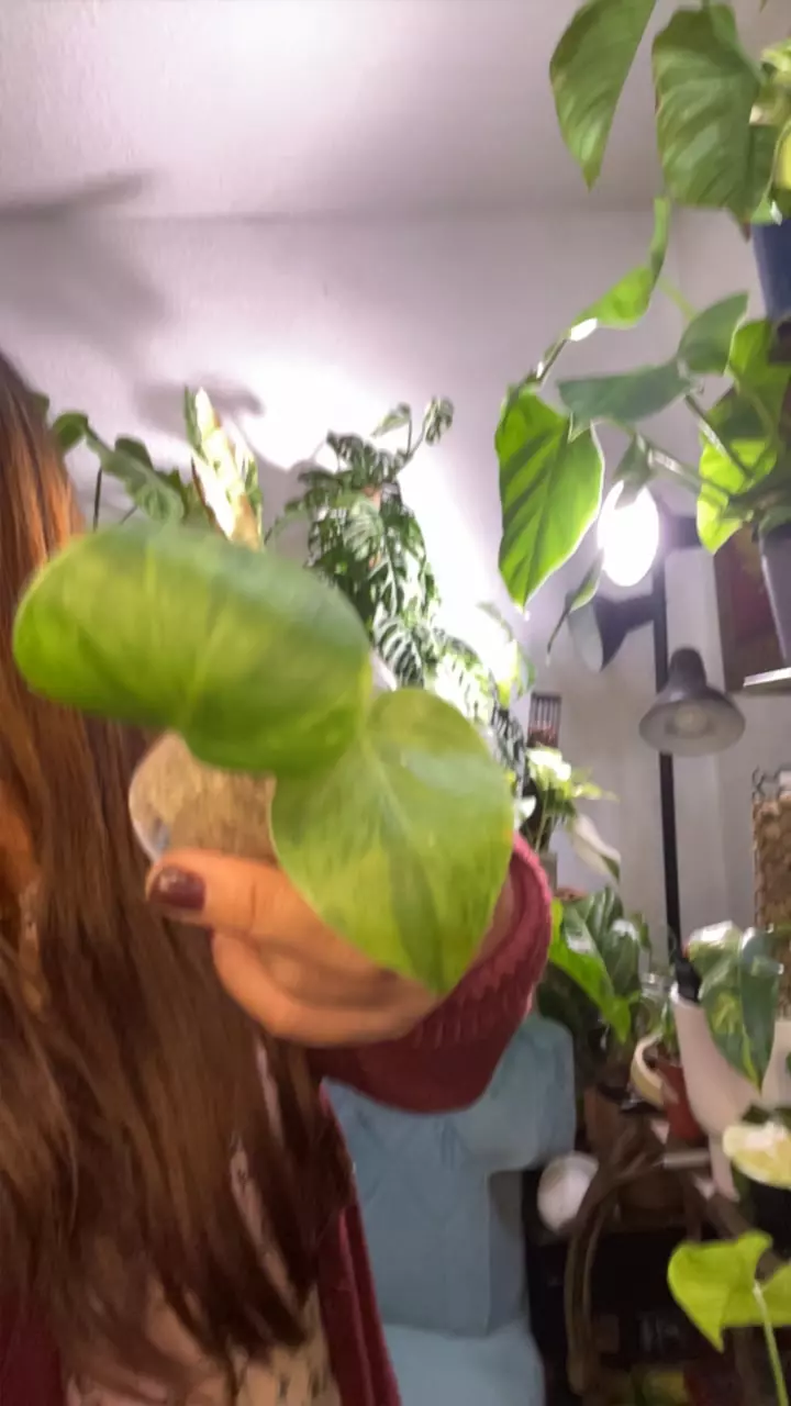 plant/variegated heartleaf philodendron-0