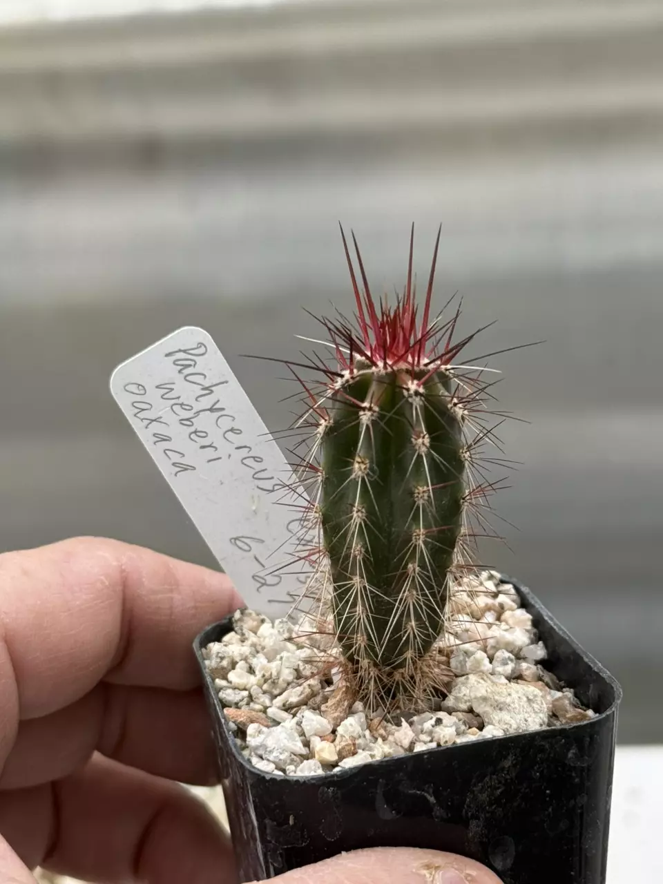 plant/Pachycereus weberi (Oaxaca)-0