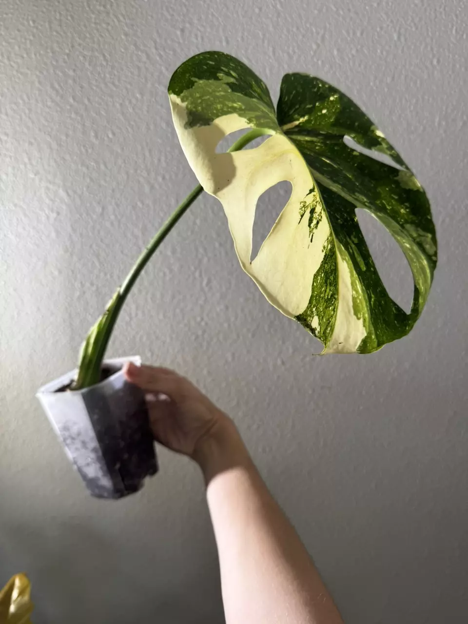 plant/Thai Constellation-1