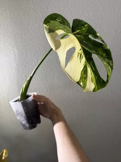 plant/Thai Constellation-1-thumbnail