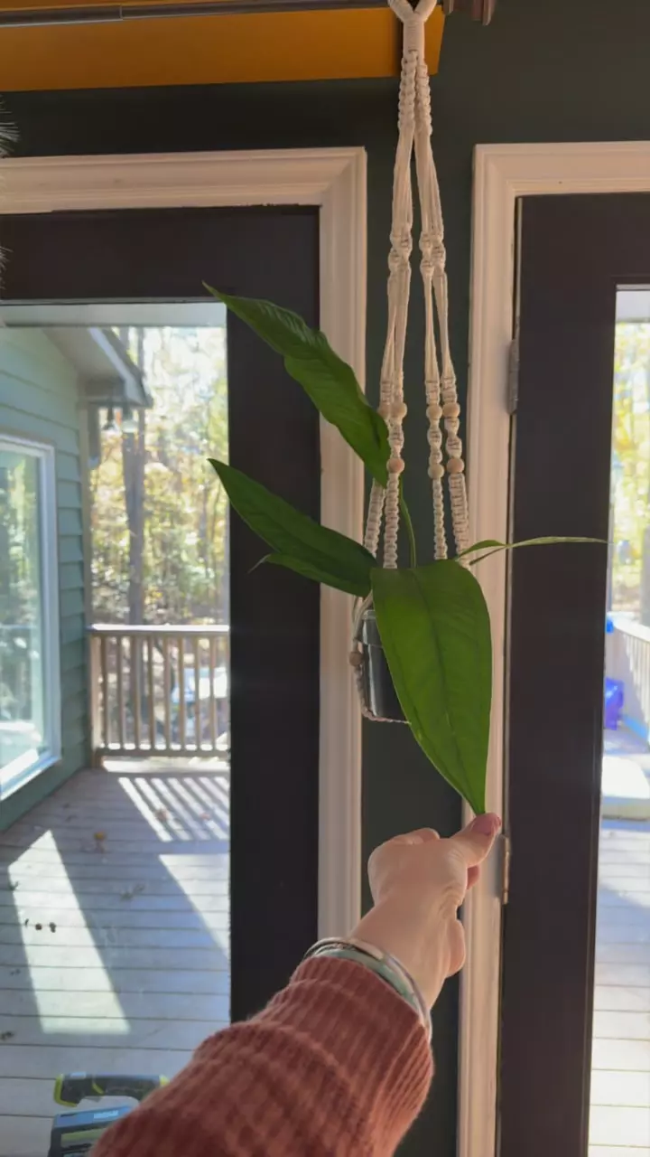 plant/XXL anthurium decurrens-0