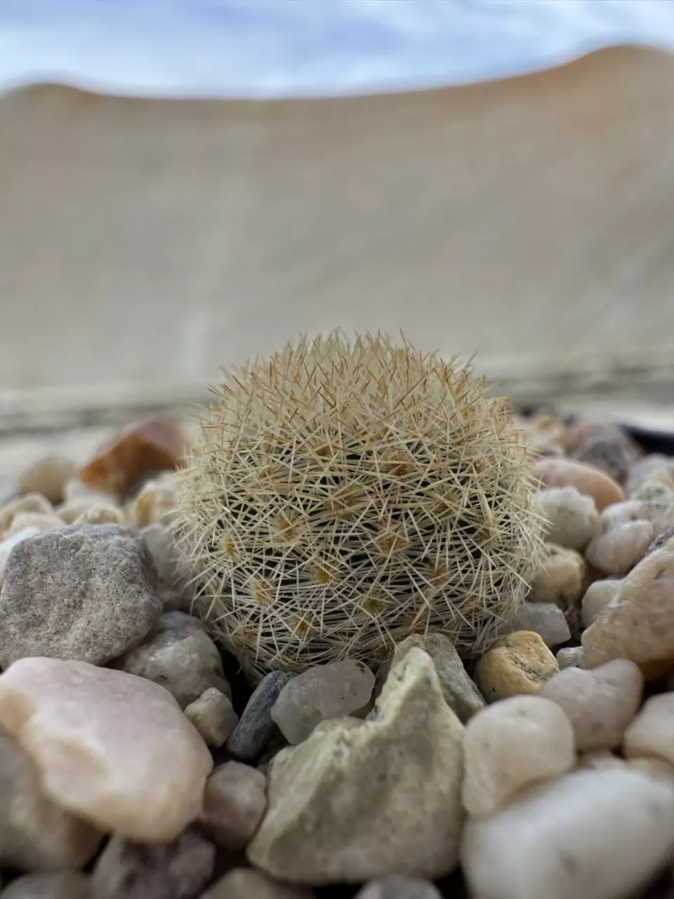 plant/Mammillaria lasiacantha-0