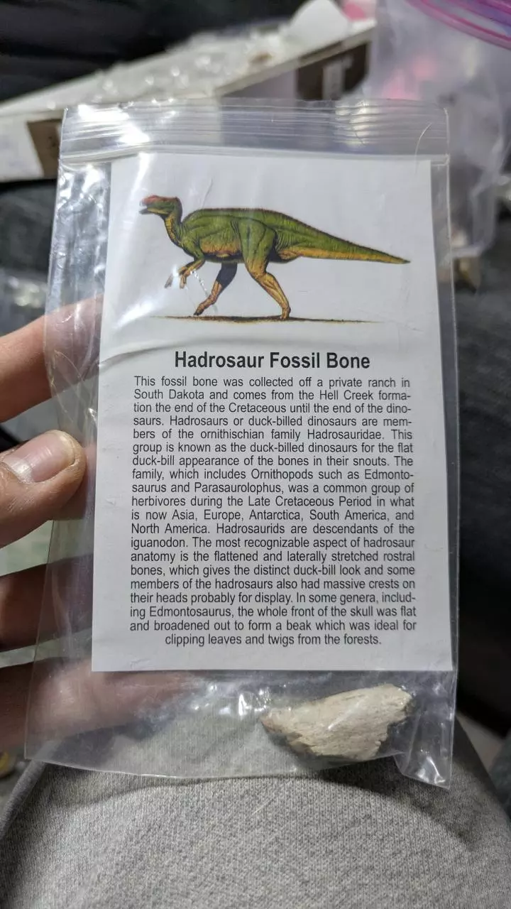 plant/Hardrosaur Fossil Bone-0