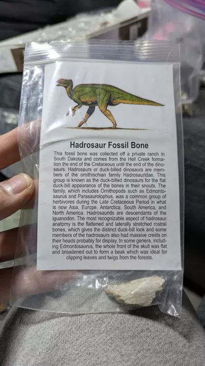 plant/Hardrosaur Fossil Bone-0-thumbnail