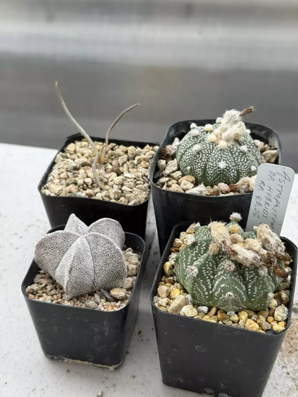 plant/astroworld quad-0